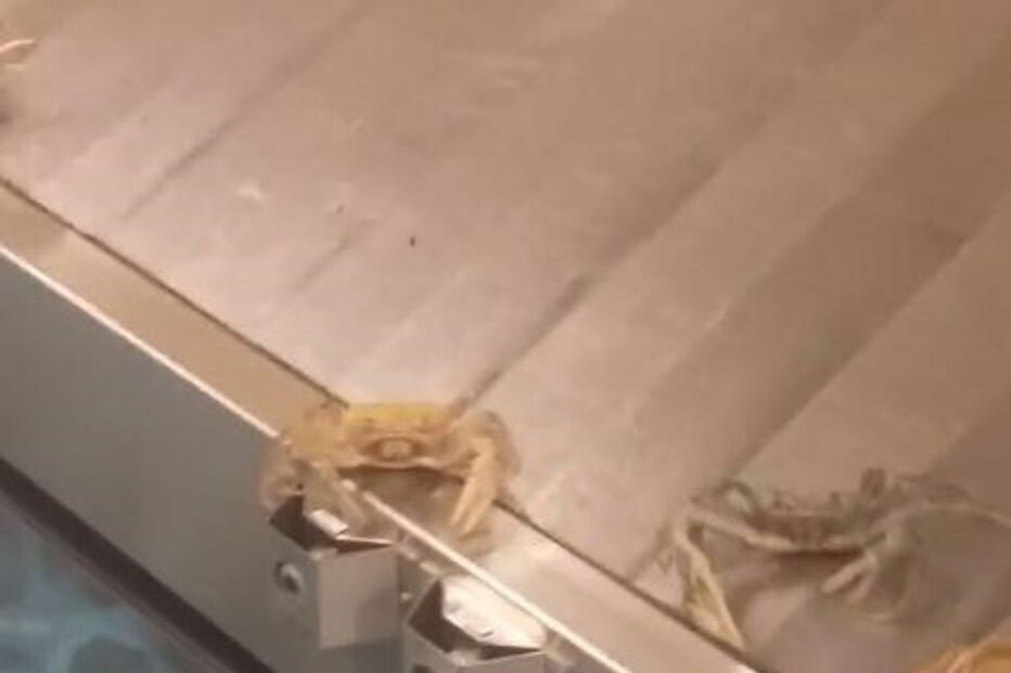 Caranguejos no aeroporto das Baamas