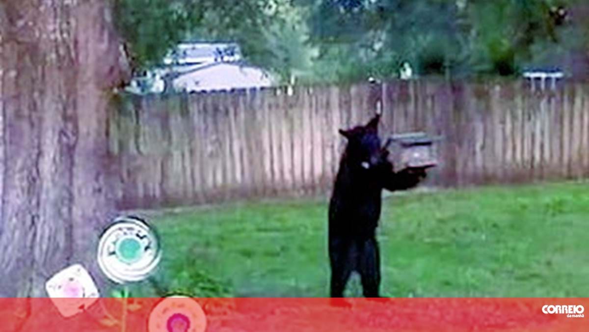 Urso Selvagem Invade Quintal Ins Litos Correio Da Manh