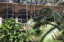 Imagens da Estufa Fria, onde decorre o copo de água de Bruno de Carvalho e Joana Ornelas