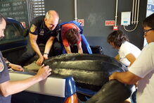 Tartaruga-de-couro na Costa da Caparica