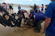 Tartaruga-de-couro na Costa da Caparica
