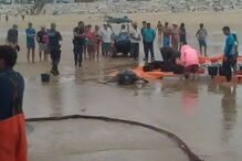 Tartaruga-de-couro na Costa da Caparica