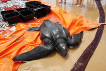 Tartaruga-de-couro na Costa da Caparica