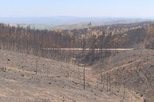 Já foram detidas 52 pessoas por fogo posto