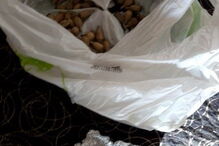 SEF, Serviço de Estrangeiros e Fronteiras, Hindustão, Ásia, Nepal, Índia, Butão, Tribunal de Silves, Armação de Pêra, GNR, questões sociais, crime, lei e justiça, imigrantes ilegais