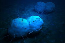 Dr. Wi, DST, Organização Mundial de Saúde, Super Gonorreia, Balasegaram, Genebra, Japão, saúde, doenças, gonorreia