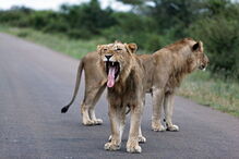 Leões no Kruger PArk, na África do Sul