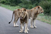 Leões no Kruger PArk, na África do Sul