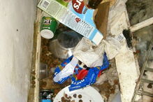 Cães morrem à fome