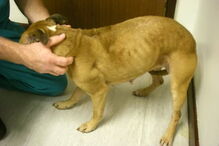 Cães morrem à fome