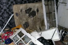 Cães morrem à fome