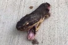 Mulher filma cobra a contorcer-se após ter sido decapitada