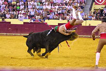 forcados, Santarém, Correio da Manhã, Luís Rouxinol Jr, Praça do Campo Pequeno, Lisboa, António Ribeiro Telles, João Grave, Santarém, Manuel Ribeiro Telles Bastos, Coruche