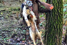 2017-07-21_12_45.39 caça 6.PNG