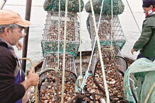Pesca da ganchorra corre risco de desaparecer, alerta a Olhãopesca