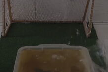 Peixe-gato usa a cauda para acertar na bola