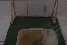 Peixe-gato usa a cauda para acertar na bola