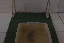 Peixe-gato usa a cauda para acertar na bola