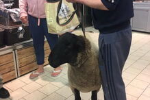 Andrew com a ovelha 'Chops'