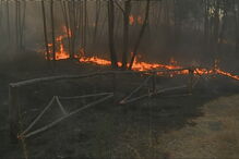 Proença-a-Nova, Comando Distrital de Operações de Socorro, presidente da Câmara de Proença-a-Nova, João Lobo, ambiente, política, natureza