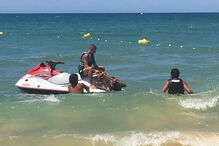 Javali encontrado a nadar no mar   
