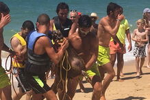 Javali encontrado a nadar no mar   