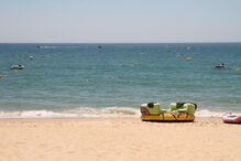 Javali encontrado a nadar no mar   