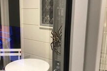 Aranha Gigante, Austrália