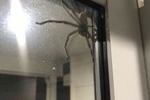 Aranha Gigante, Austrália