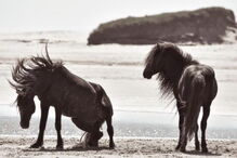 Mulher, Ilha de Sable