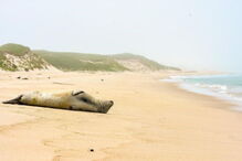 Mulher, Ilha de Sable