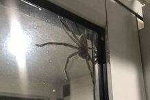Aranha gigante apareceu na janela da cozinha