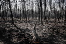 Mação, cinzas, incêndio