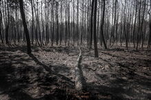 Mação, cinzas, incêndio