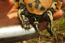 Vibradores estimulam tartaruga e permitem determinar sexo do animal