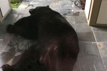 Urso gigante encontrado a dormir em varanda