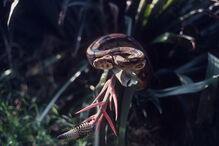 Mulher tinha cobra presa à cara