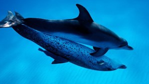 Cientistas afirmam que a guerra na Ucrânia será causa do aumento de mortes de golfinhos