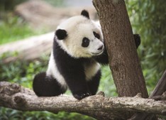 Pandas Gigantes Hao Hao e Xing Hui são um símbolo do parque