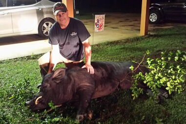 Mamute gigante encontrada no jardim