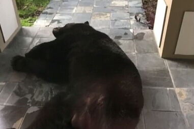 Urso gigante encontrado a dormir em varanda