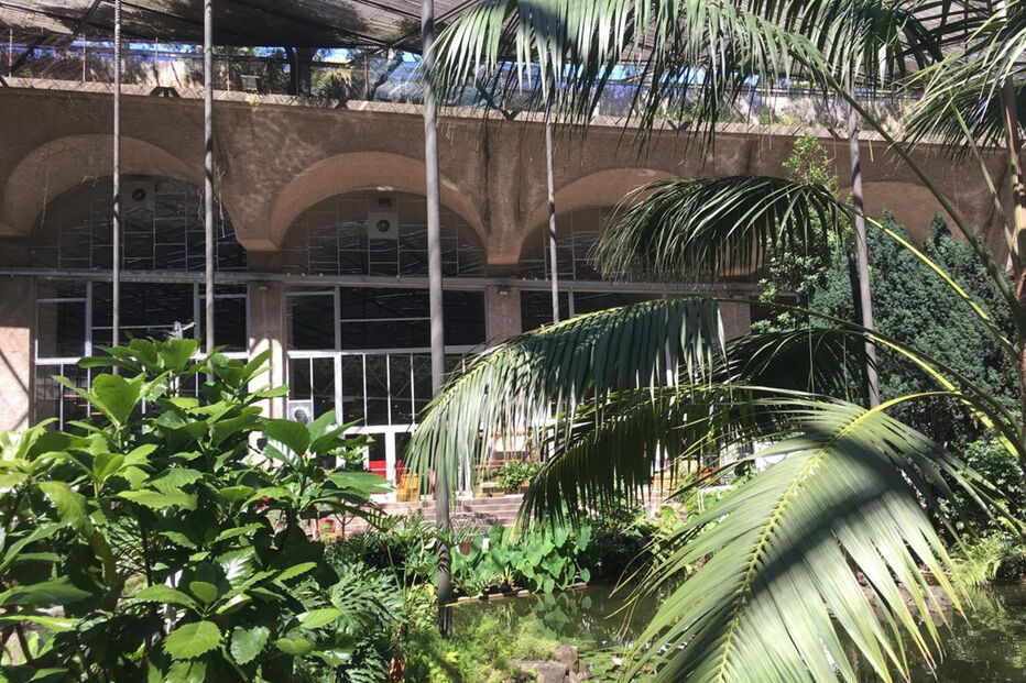 Imagens da Estufa Fria, onde decorre o copo de água de Bruno de Carvalho e Joana Ornelas