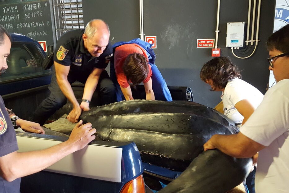 Tartaruga-de-couro na Costa da Caparica