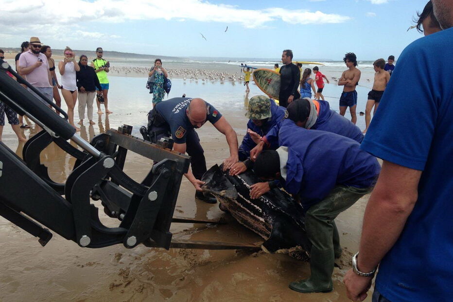 Tartaruga-de-couro na Costa da Caparica