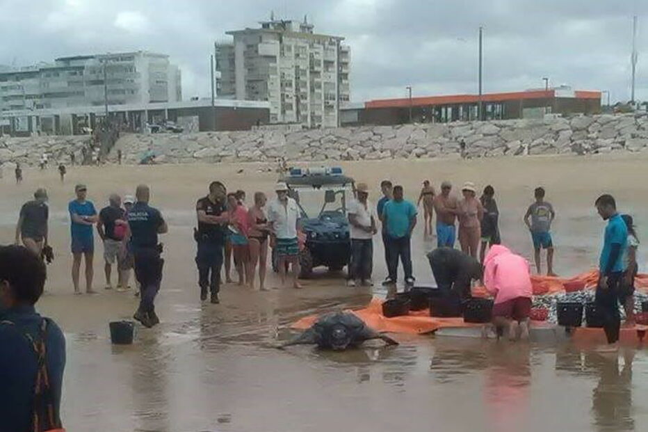 Tartaruga-de-couro na Costa da Caparica