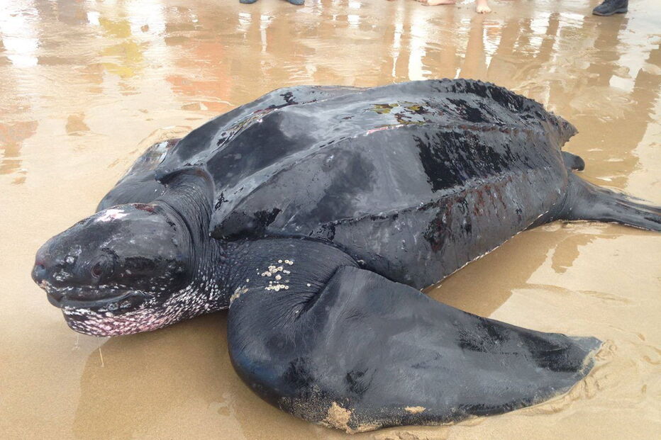 Tartaruga-de-couro na Costa da Caparica