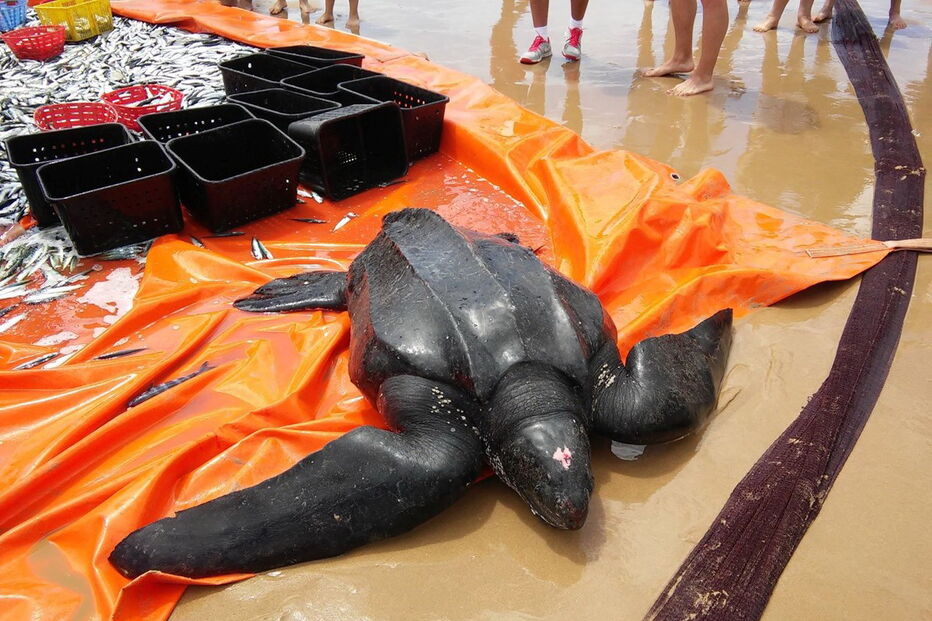 Tartaruga-de-couro na Costa da Caparica