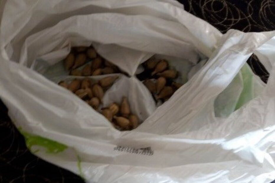 SEF, Serviço de Estrangeiros e Fronteiras, Hindustão, Ásia, Nepal, Índia, Butão, Tribunal de Silves, Armação de Pêra, GNR, questões sociais, crime, lei e justiça, imigrantes ilegais