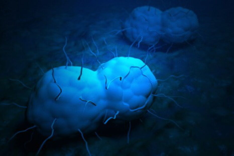 Dr. Wi, DST, Organização Mundial de Saúde, Super Gonorreia, Balasegaram, Genebra, Japão, saúde, doenças, gonorreia