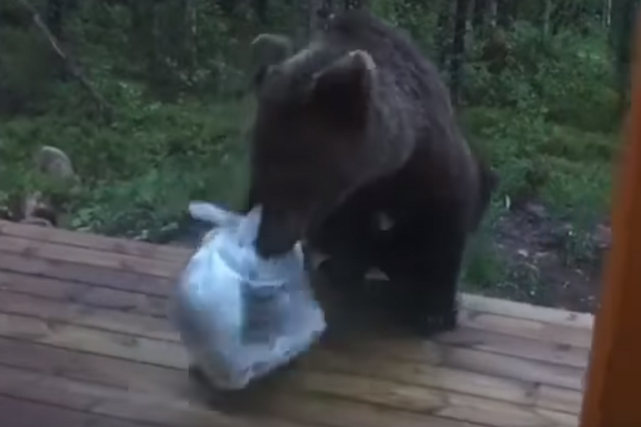 Homem afasta urso com uma vassoura
